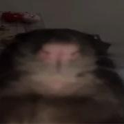 Top 5 Rat