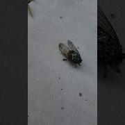 How Big Is Japanese Cicada Insect Cicada Sound In Japan Nature Birds Animals Insects Wild