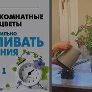 Как правильно поливать растения Видео про полив умеренный обильный что это означает