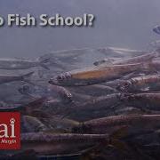 Why Do Fish School