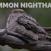 Common Nighthawk Tiny Bill Cavernous Mouth