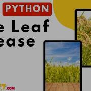 Python Image Processing High Quality Rice Leaf Disease Image Data Augmentation ClickMyProject