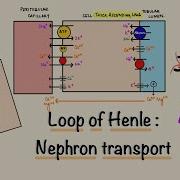 Loop Of Henle Nephron Transport Renal Physiology