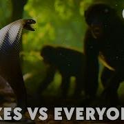 How Snake Venom Sparked An Evolutionary Arms Race