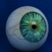 Zintuigen Oog Final2 Avi