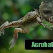 Руководство по навыкам в Morrowind Акробатика