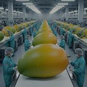 Inside A Mango Factory Full Production Process Packaging Export Explained