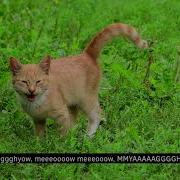 Cations Subtitles For Cats