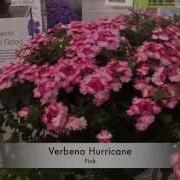 2015 Spring Trials Westhoff