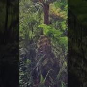 Take A Look A Giant Fiddlehead Ferns 508