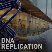 DNA Replication How To Copy Six Billion Base Pairs