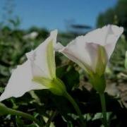 Morning Glory Bindweed Opening Timelapse