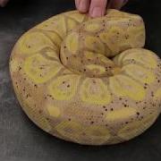 Ball Python Morphs 11 Bananas And Coral Glows