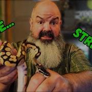 I Only Have ONE WEEK To Tame This Snake