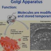 WCLN Golgi Apparatus Biology