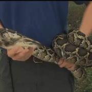 FWC S Python Challenge An Attempt To Learn Capture Invasive Species
