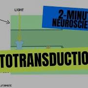 2 Minute Neuroscience Phototransduction