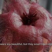 The Worst Smelling Flower In The World Smells Like Rotting Corpse