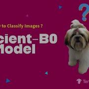 How To Classify Images Using Efficientnet B0