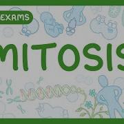 GCSE Biology Mitosis Chromosomes Cell Division Cytokinesis 2026 27 Exams