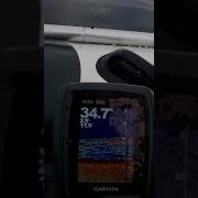 Треска на эхолотеGarmin Echo 300c