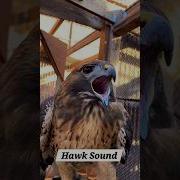 Redtailedhawks Hawks Birds Alcon