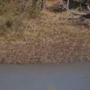 Red Billed Quelea Quelea Quelea Large Flocks Mopani In Kruger South Africa 14 6 2019