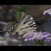 Butterfly By Weezer