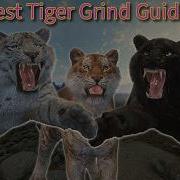 Tiger Spawn Trap The Ultimate Tiger Grinding Guide TheHunter Call Of The Wild