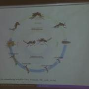 GCI2016 Mini Course 1 Epidemiological Modeling Lecture 4 Abba Gumel