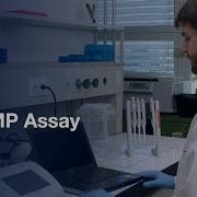 LAMP Assay For Rapid Identification Of B Tabaci Protocol Preview