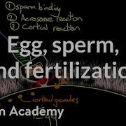Egg Sperm And Fertilization Behavior MCAT Khan Academy