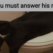 Cat Memes