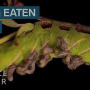Why These Parasites Eat Their Hosts To Survive