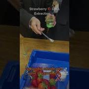 Выделение ДНК из
