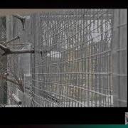 1973 Studying The Evolution Of Cooperation And Prosociality In Birds