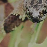 LOCAL H Beyond The Valley Of Snakes Official Video