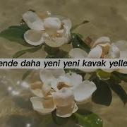 Nilüfer Kavak Yelleri Sözleri Lyrics