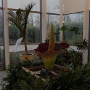 Corpse Bloom Time Lapse