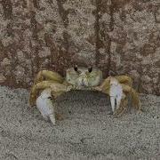 Crabs Do Walk Sideways