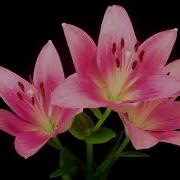 Time Lapse Of Opening Beautiful Pink Lily Flower