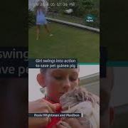 A 12 Year Old Girl From Australia Saved Her Guineapig From A Snake Itvnews