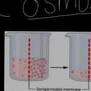 L Osmose Et La Diffusion