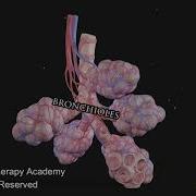 Asthma Explained Best Video