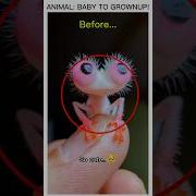 CUTE Baby Animal Transformation