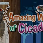 Amazing World Of Cicadas