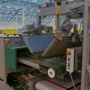 Bercomex Flora Harvester For Lisianthus Processing At Waalzicht