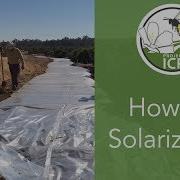 How To Use Solarization To Prepare Areas For Planting