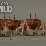 Crabby Eaters Animal Dance Battles