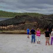 40 Biggest Creatures Ever Spotted On Camera